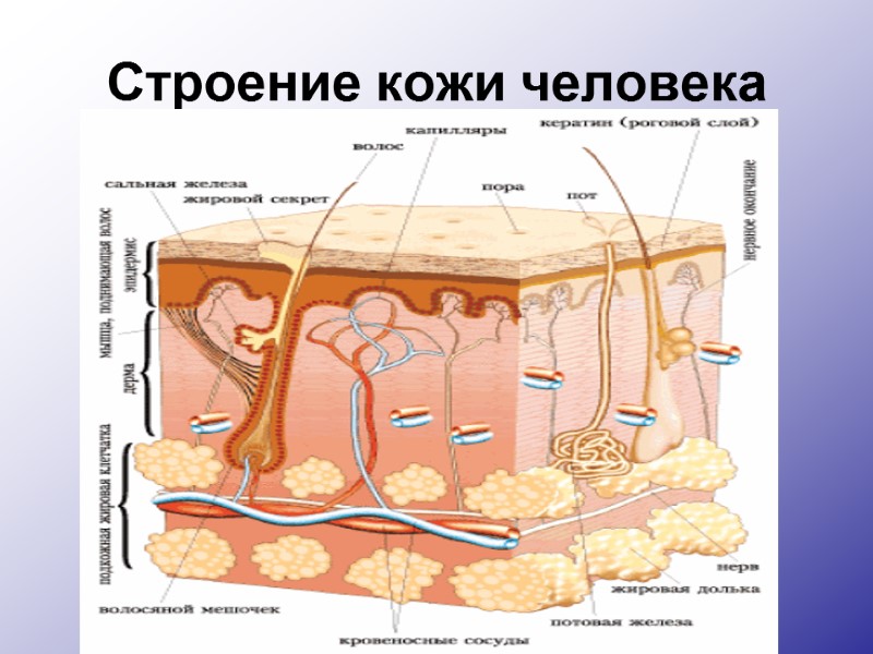 Строение кожи человека